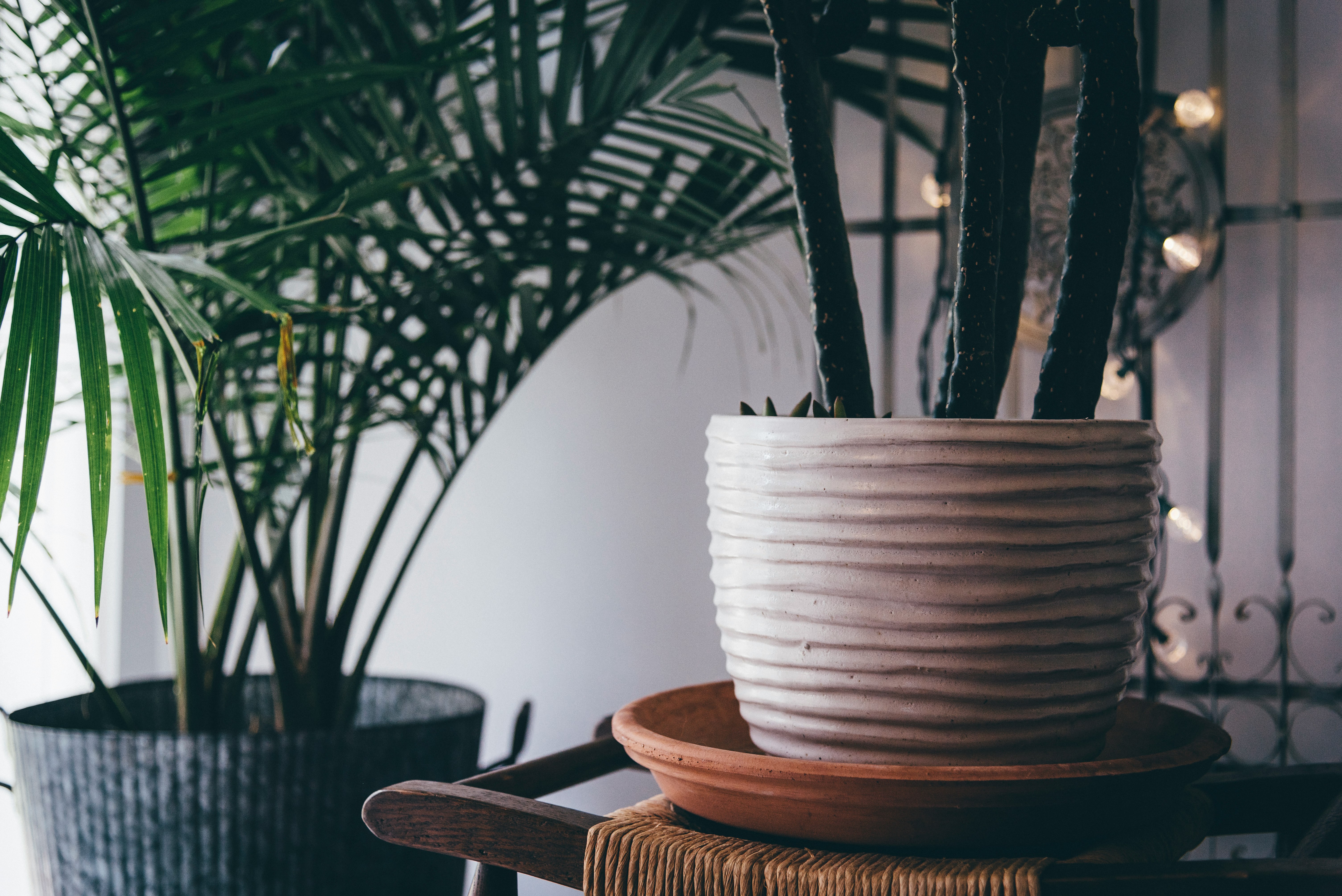 potted green cactus on white planter